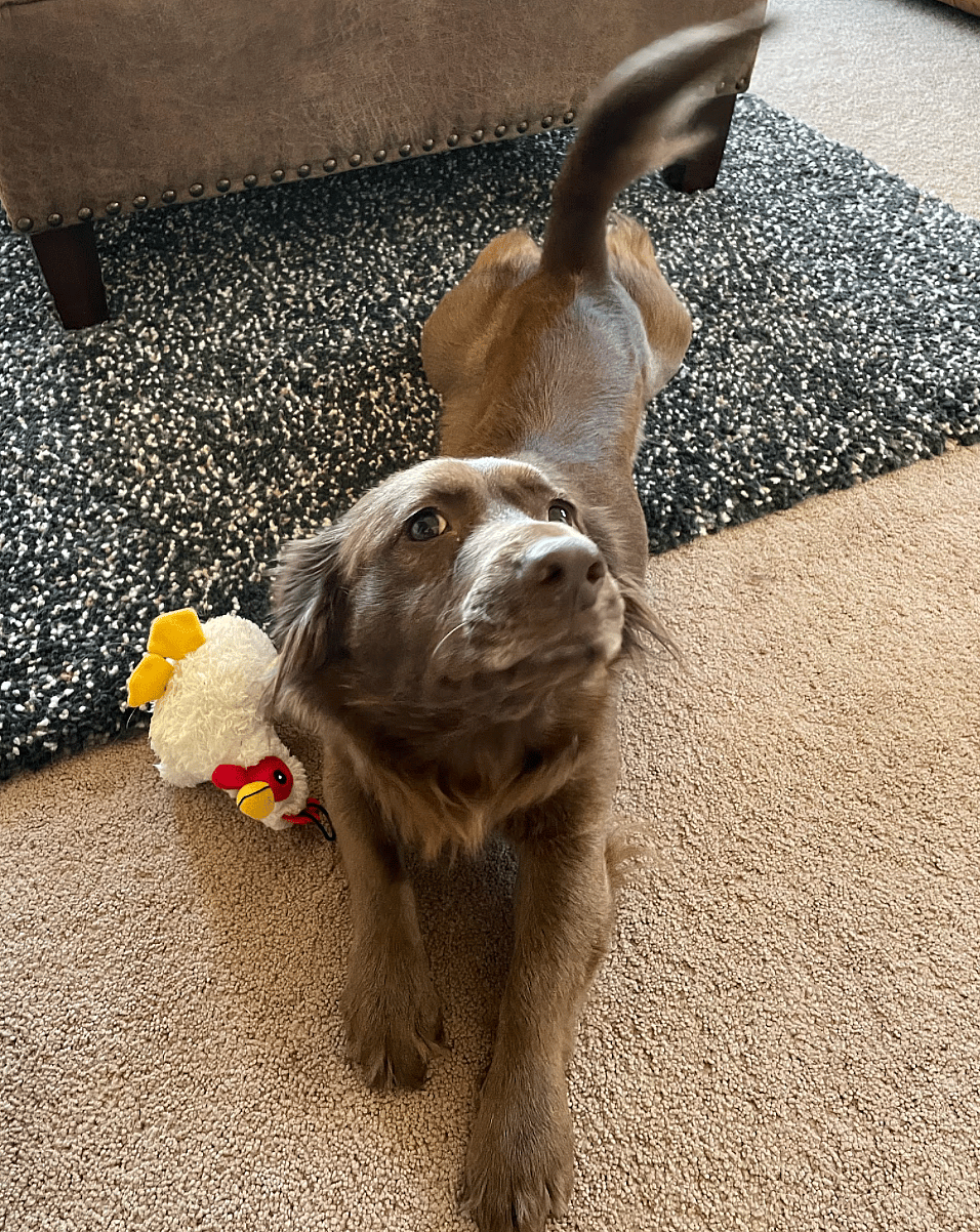 Ryley up for Adoption