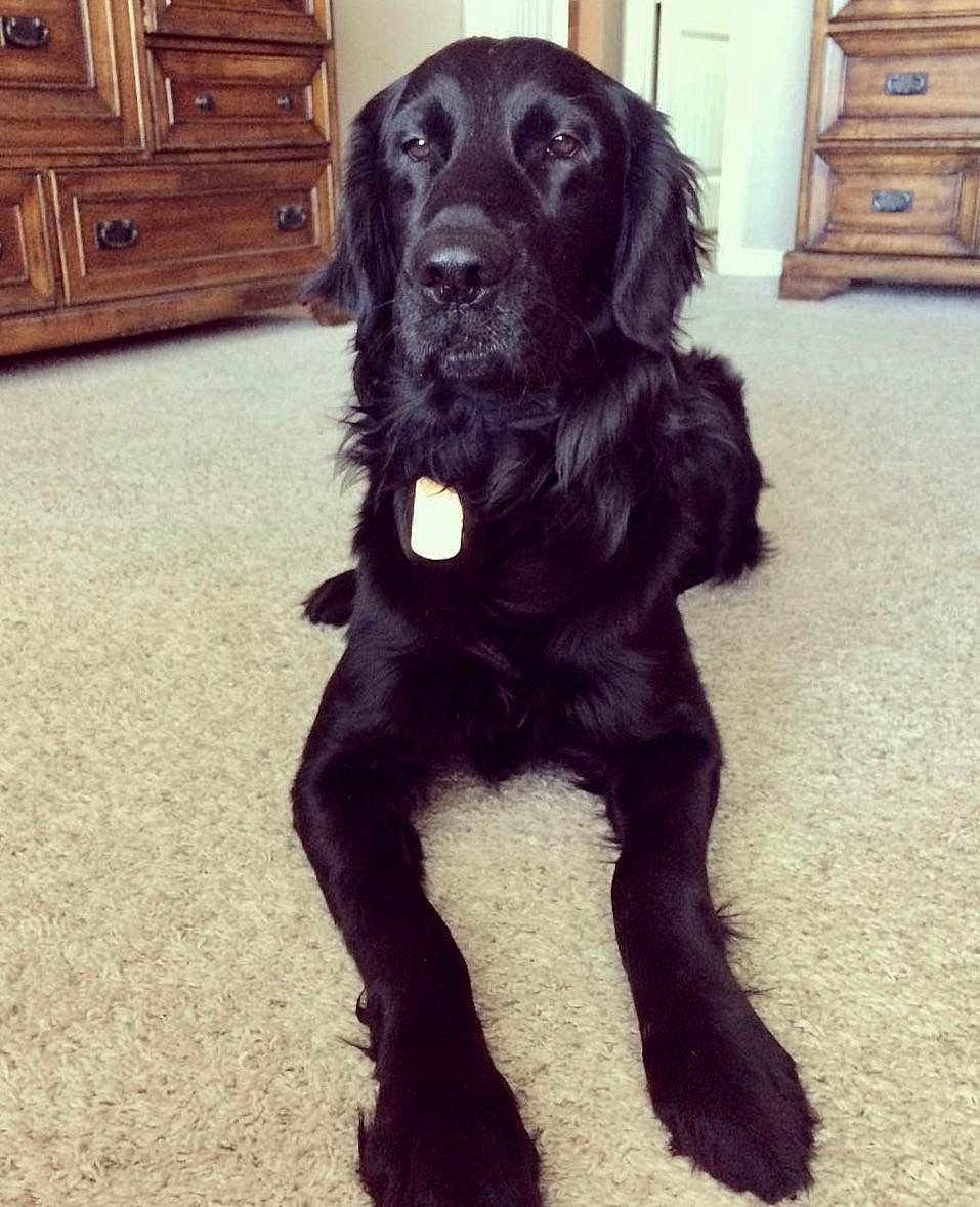 River the “Flattie” - Flat-coated Retriever