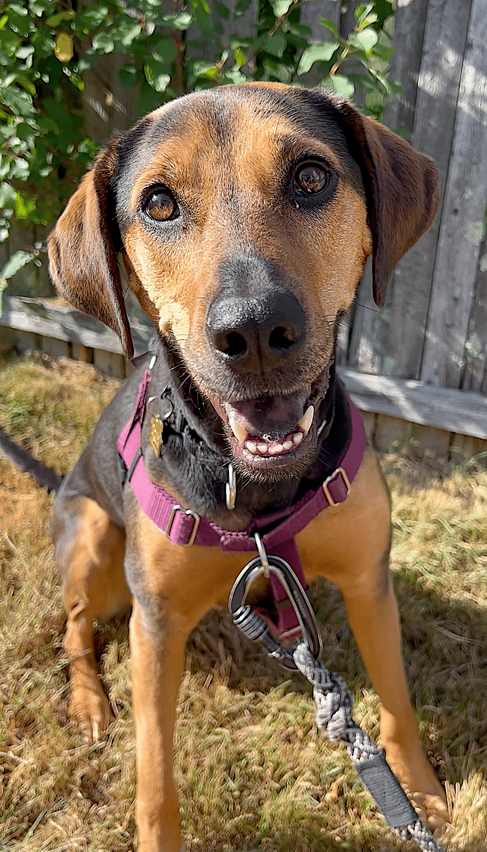 Rey - Treeing Walker Coonhound