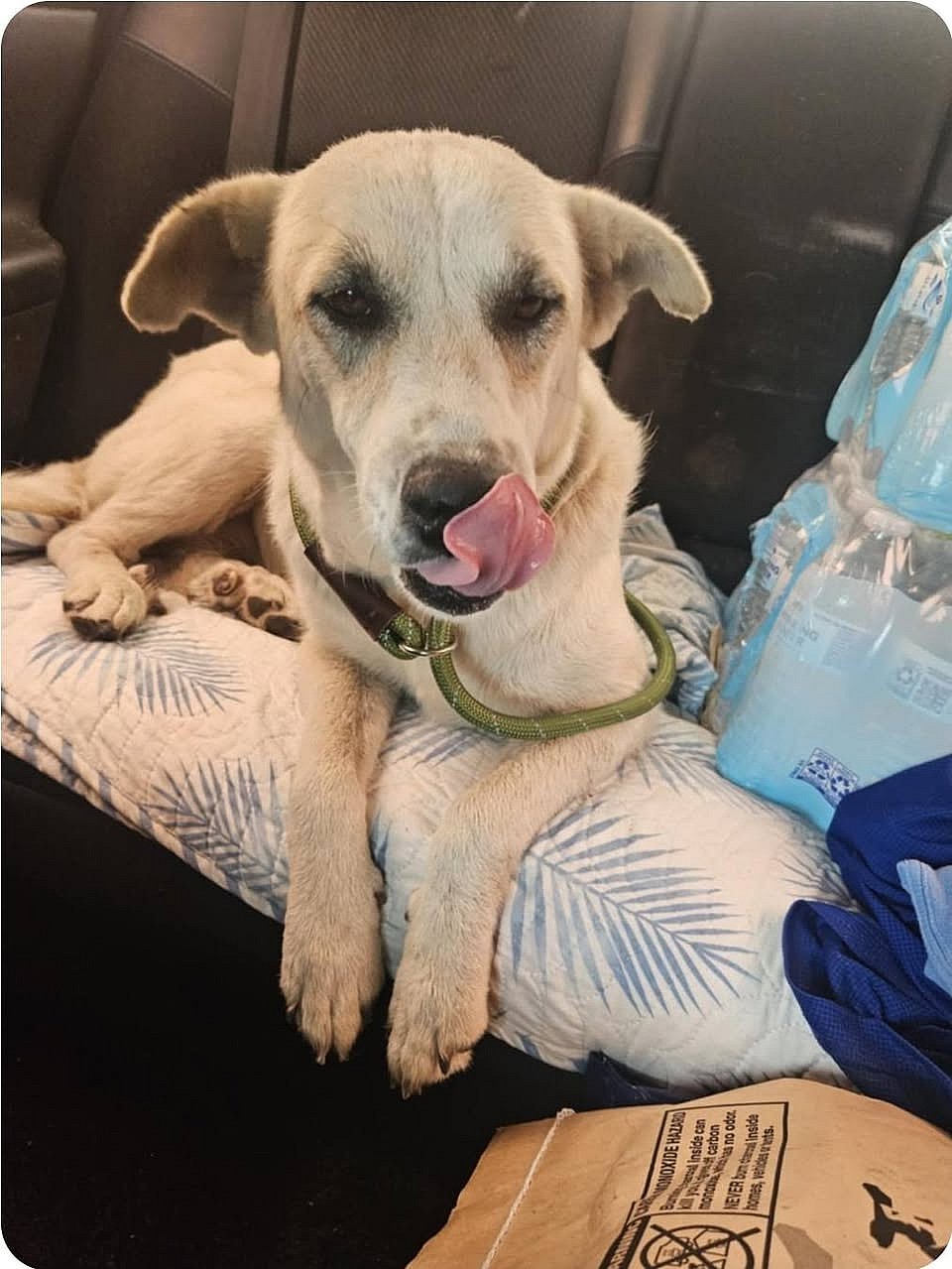 Pearl - Great Pyrenees