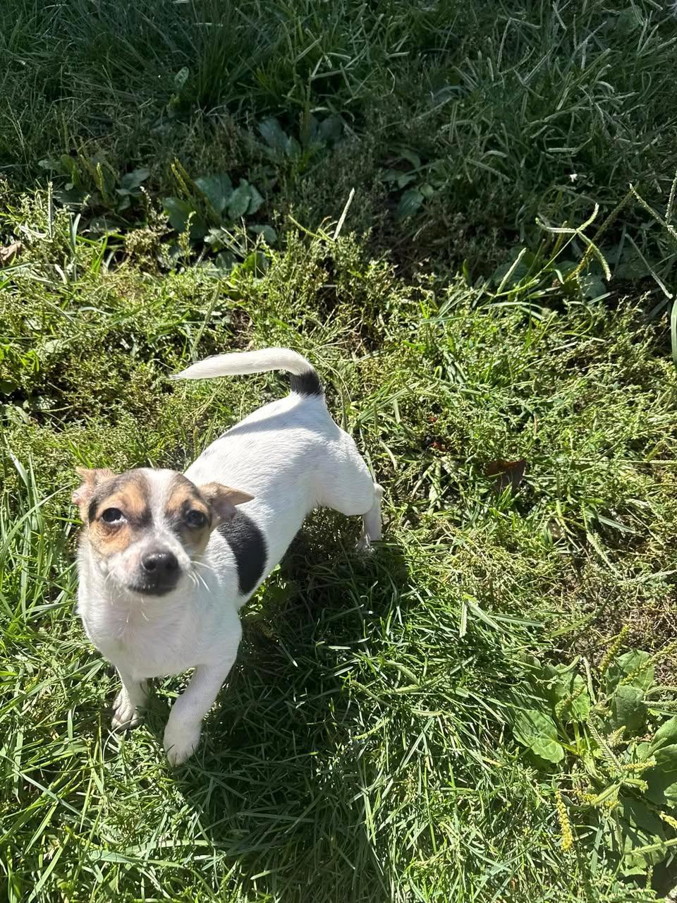 Duke Ellington - Jack Russell Terrier