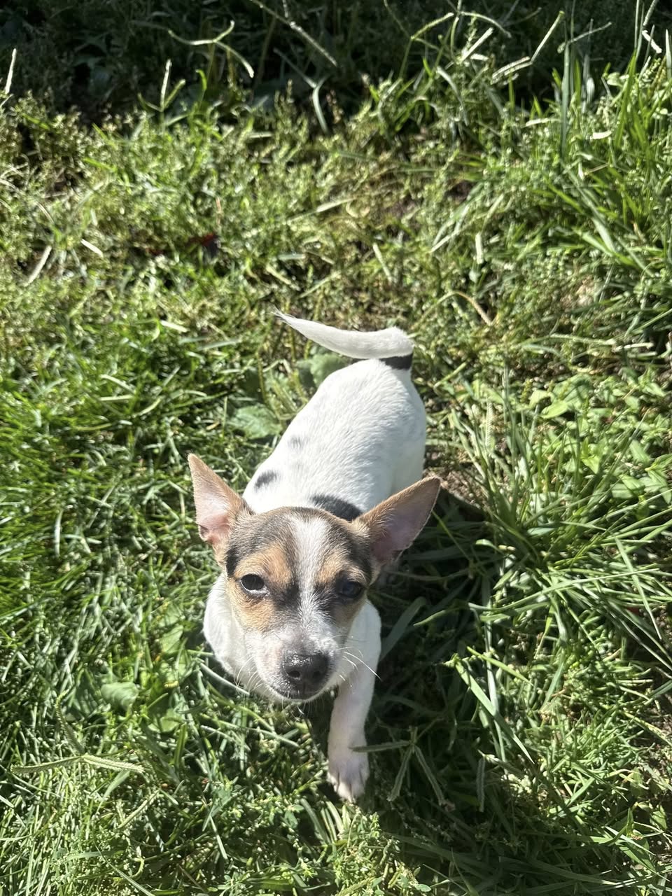 Duke Ellington - Jack Russell Terrier
