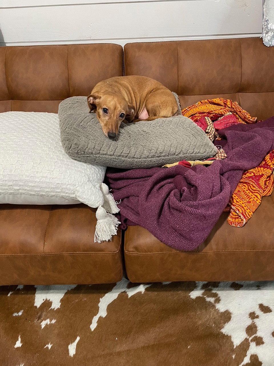 Dixie - Dachshund