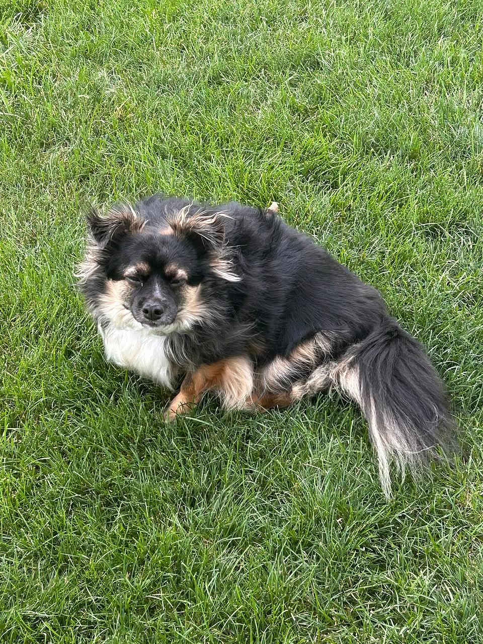 Benji - Pomeranian