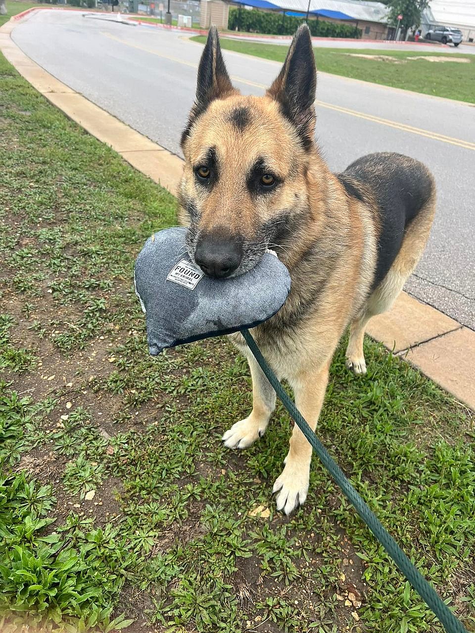 Finn up for Adoption