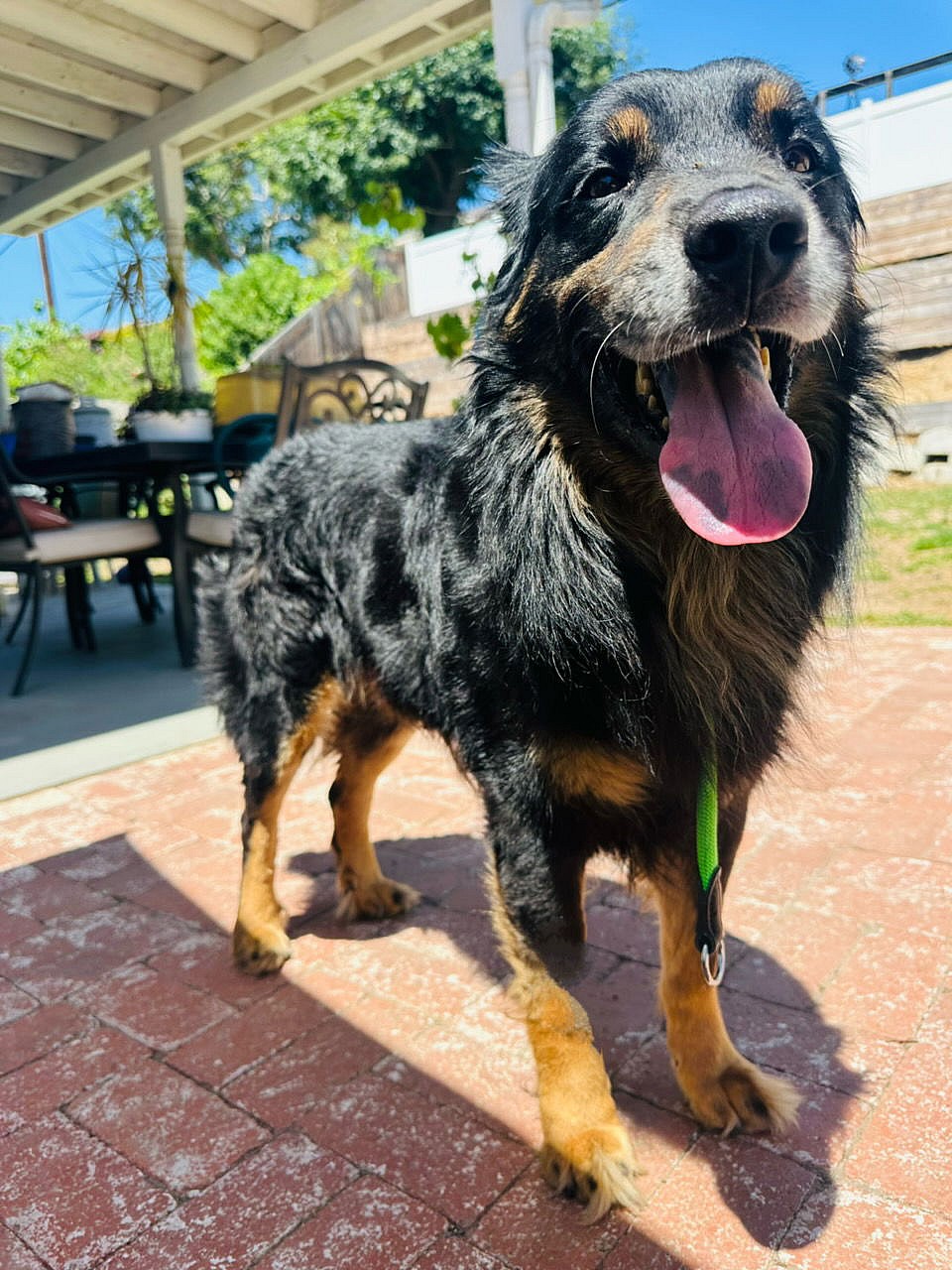 RIV 4 - Serrano - Shepherd