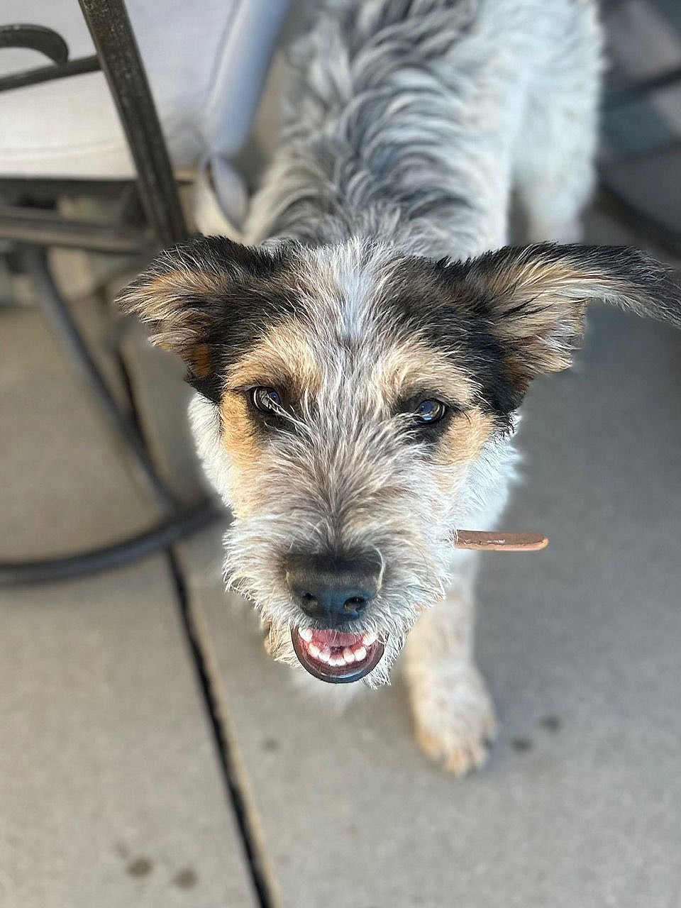 Mumfurd - Cattle Dog