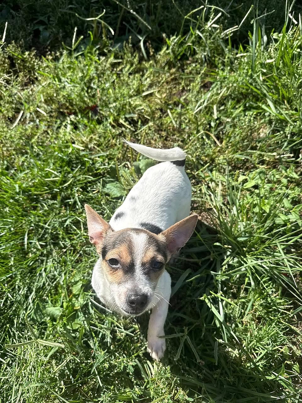 Duke Ellington - Jack Russell Terrier