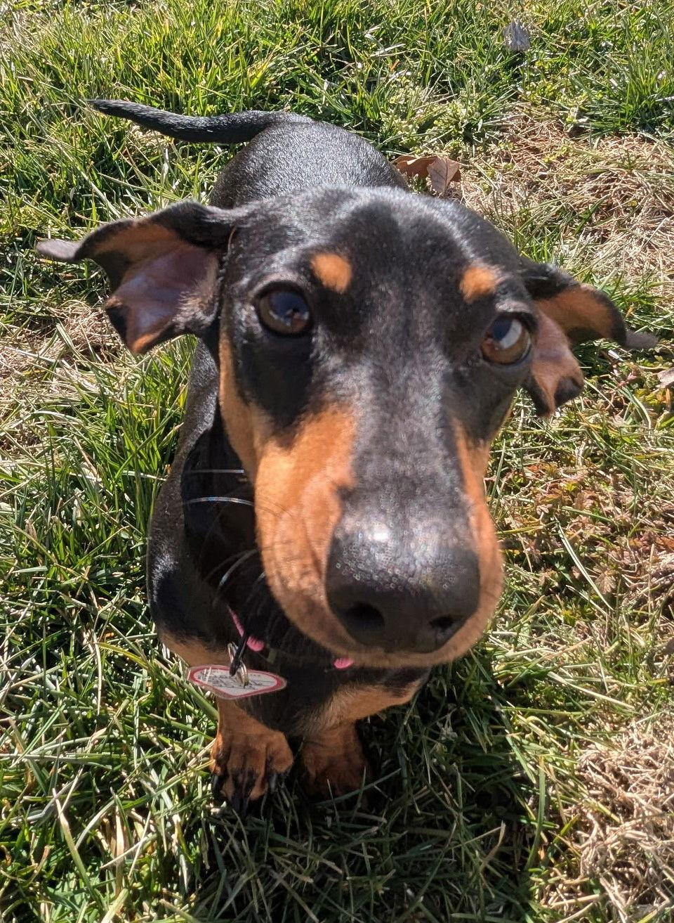Boop aka Betty Boop in TN - Dachshund