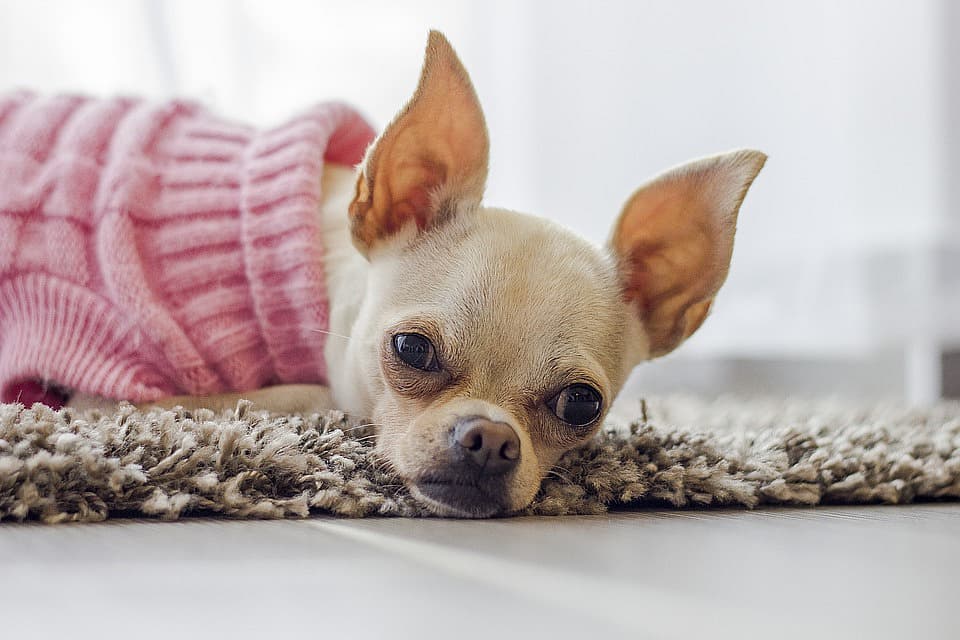 dog in a pink sweater lying down