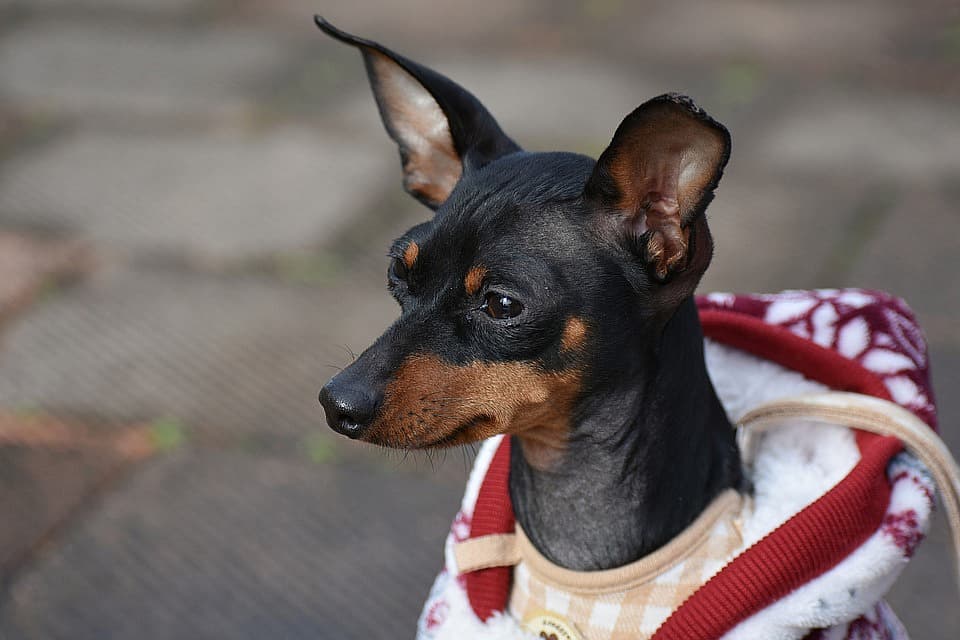 small dog wearing a sweater with a hoodie