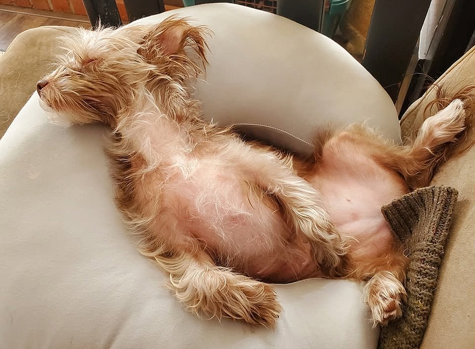 Mollie - Yorkshire Terrier Yorkie