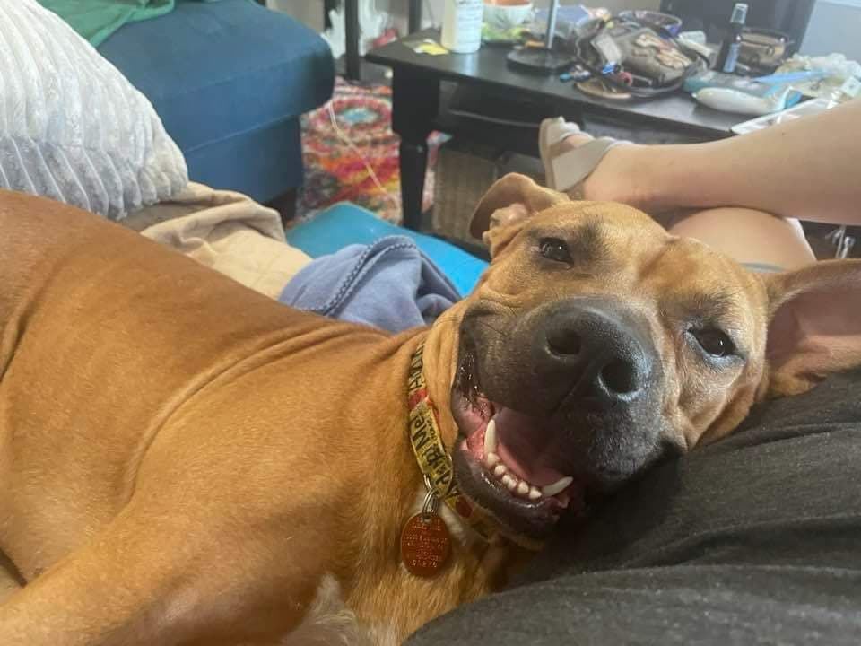Harley