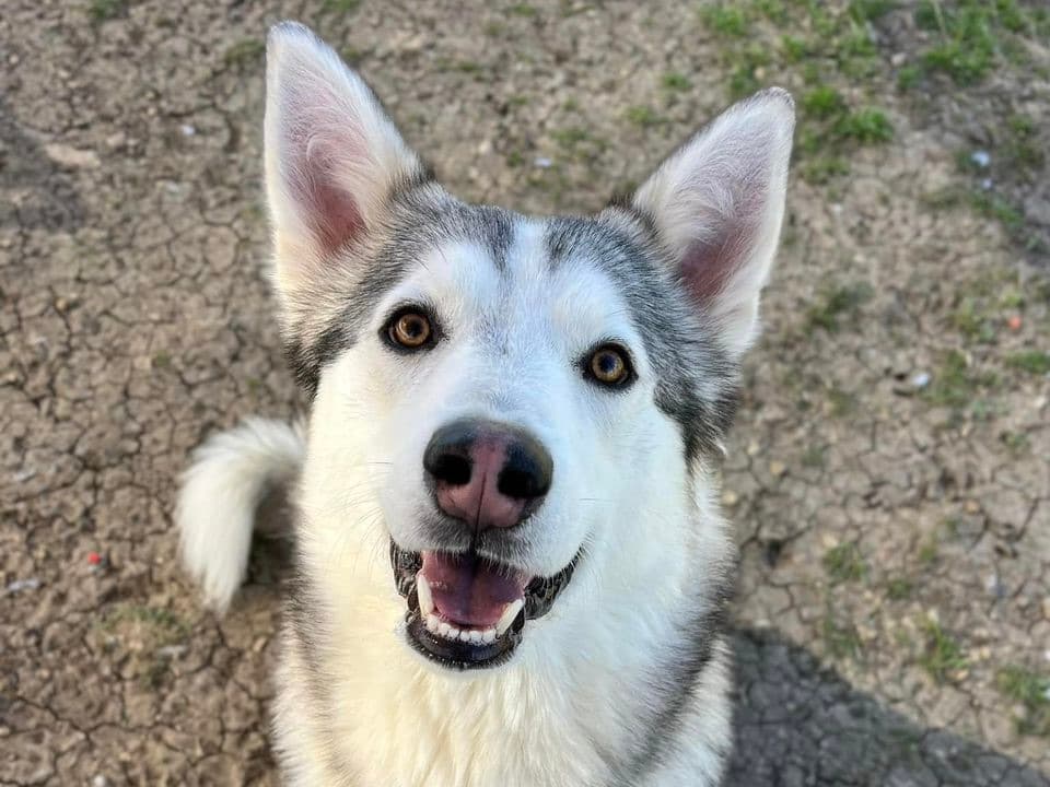 Samuel up for Adoption