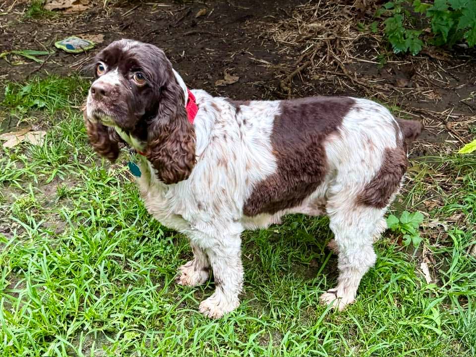 Java Bean - Cocker Spaniel