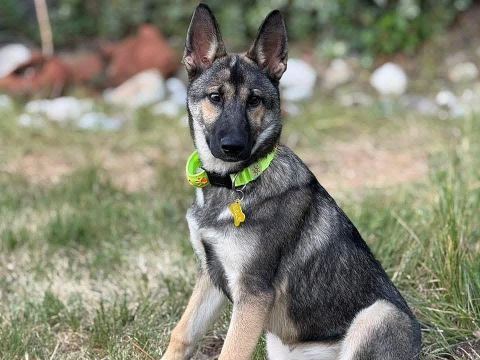 Shakira Isabel - German Shepherd Dog