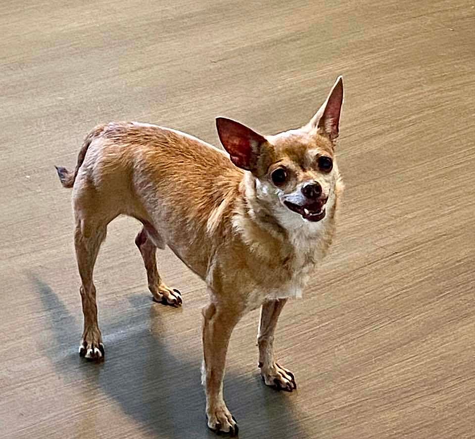 Micro - Bonded With Zany