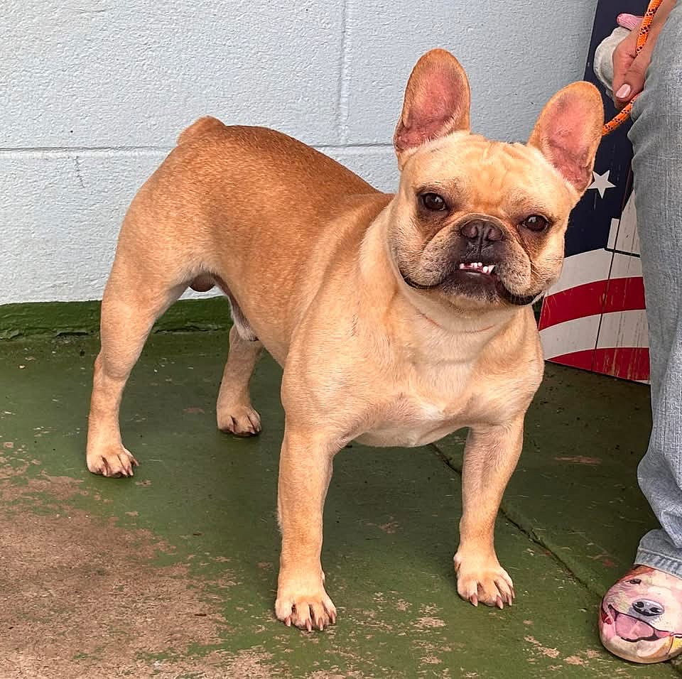 Kashi: Not At shelter