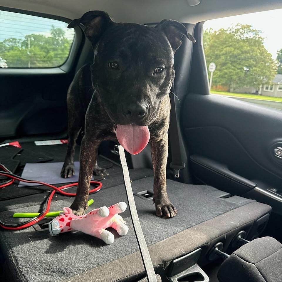 Cerby up for Adoption