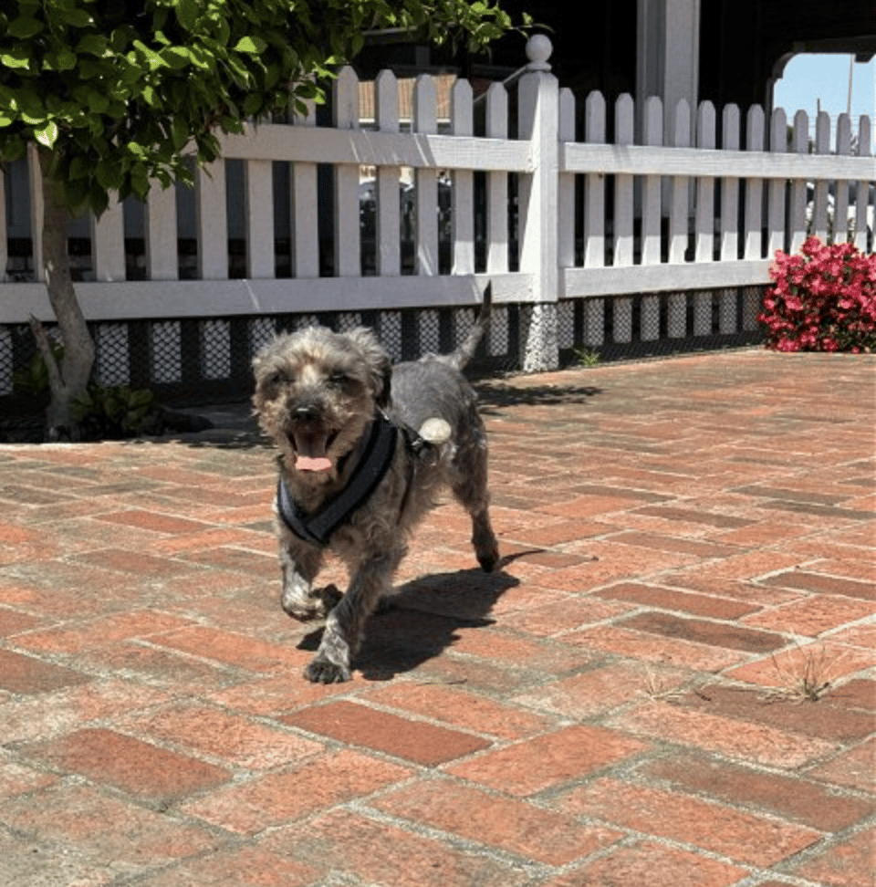 Wally up for Adoption