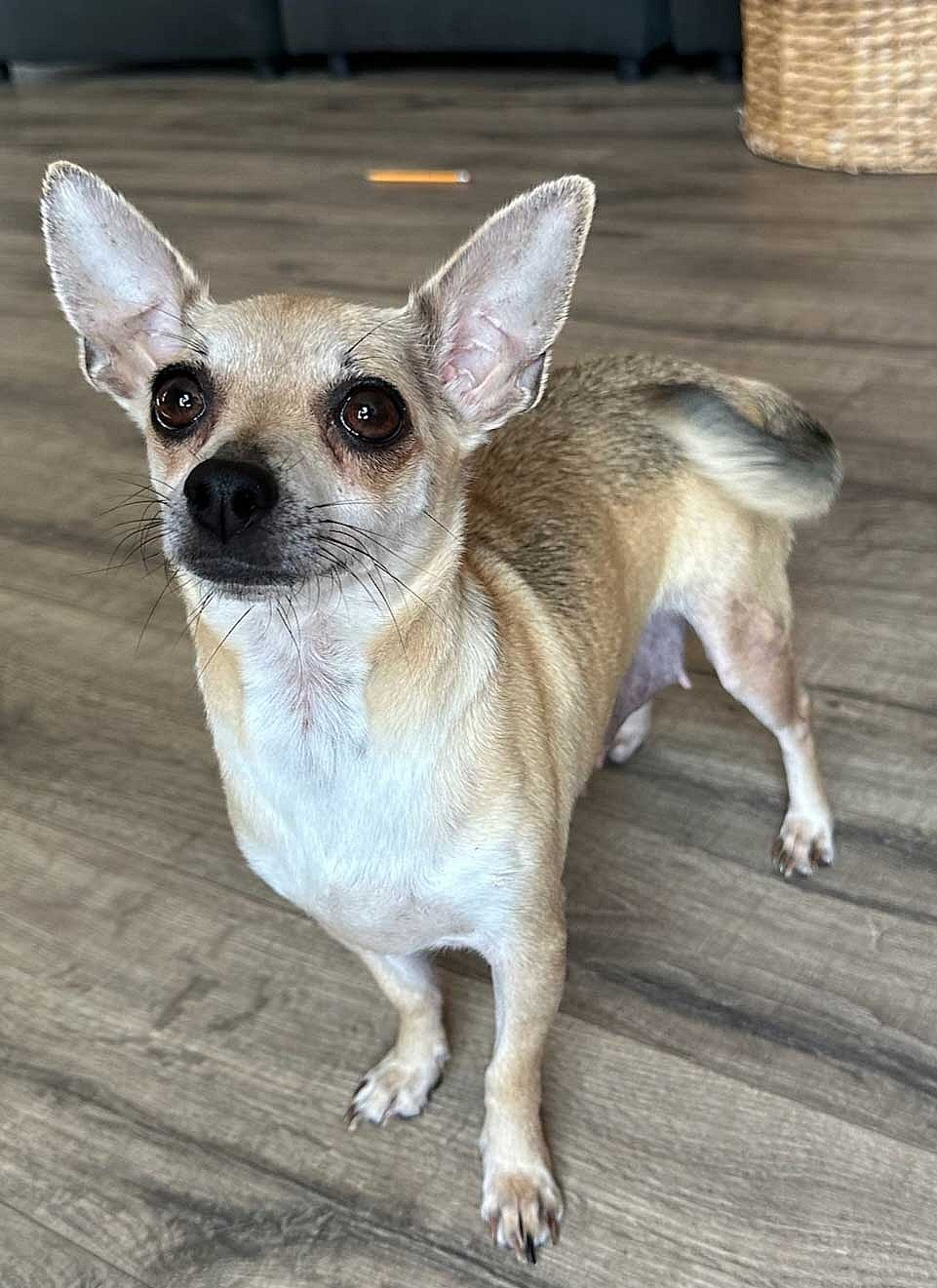 TIA MARIA - Chihuahua