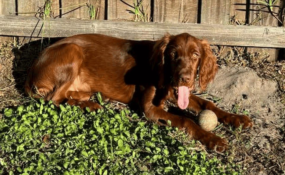 Ruby ADOPTION PENDING