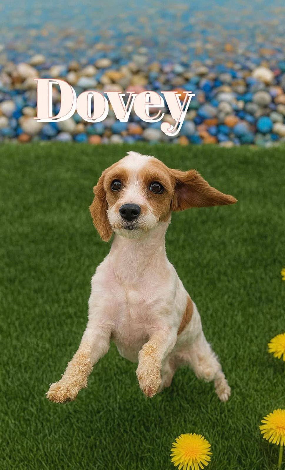 Dovey *adoption pending - Cocker Spaniel