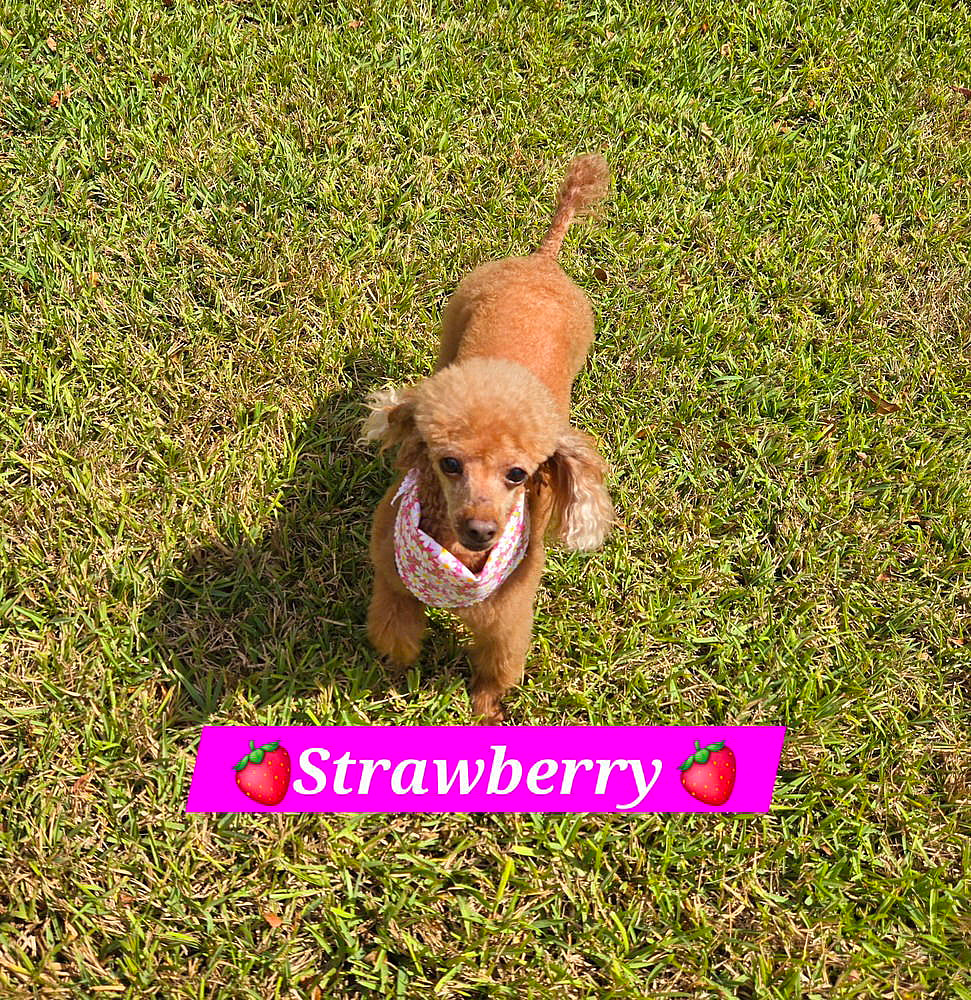 Strawberry