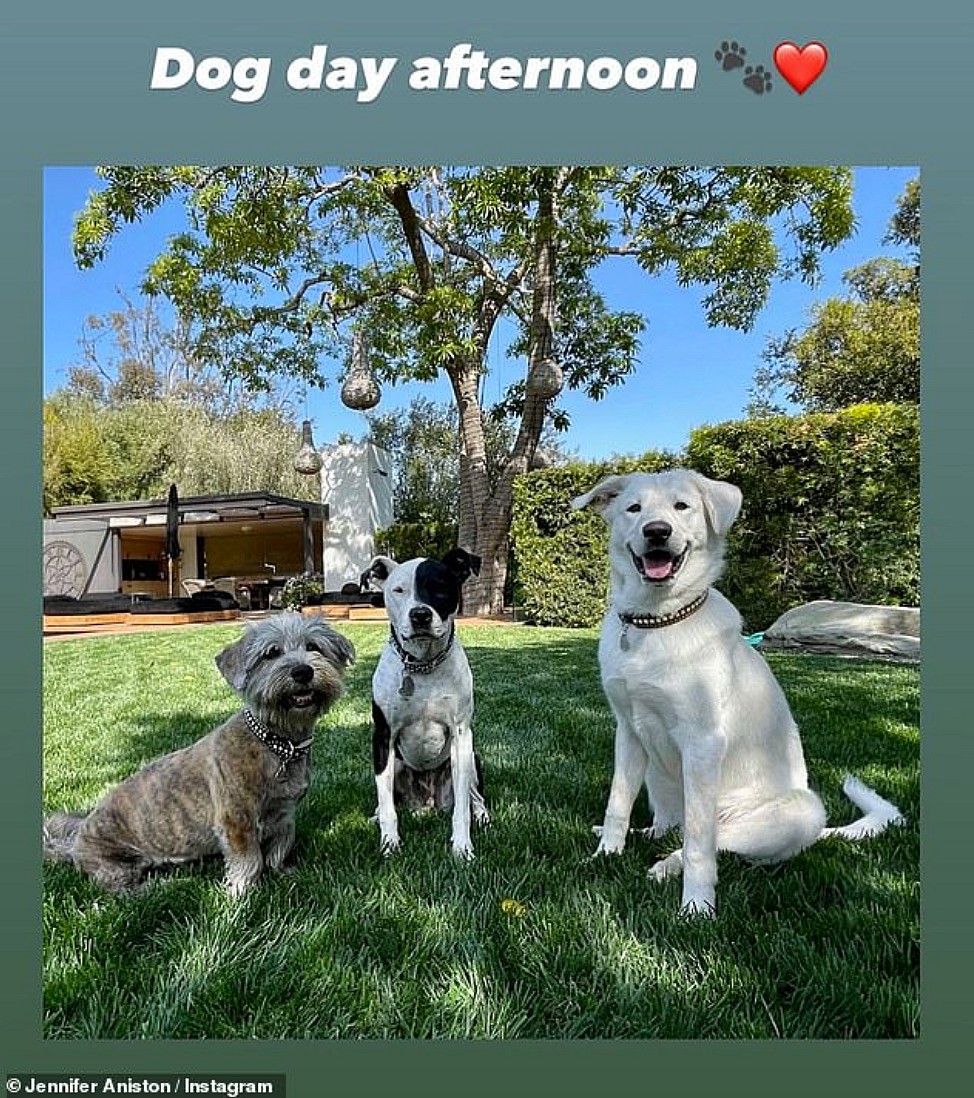 Celebrities Own Pitbulls - jennifer aniston