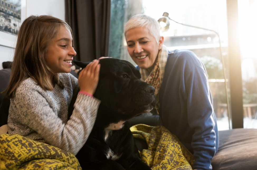 A Cane Corso with family