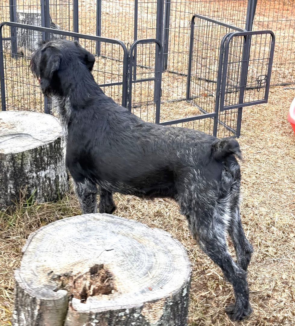 GRETA up for Adoption