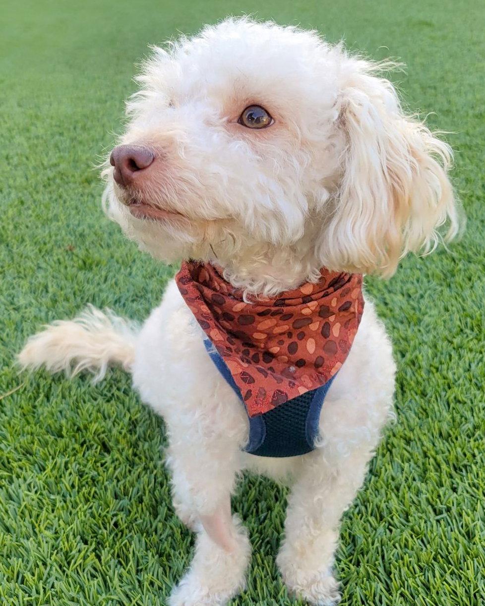 Oakley - Poodle (Miniature)