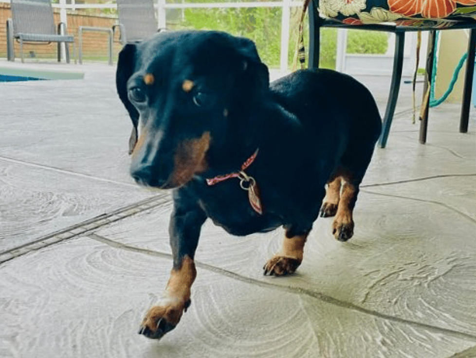 Kali