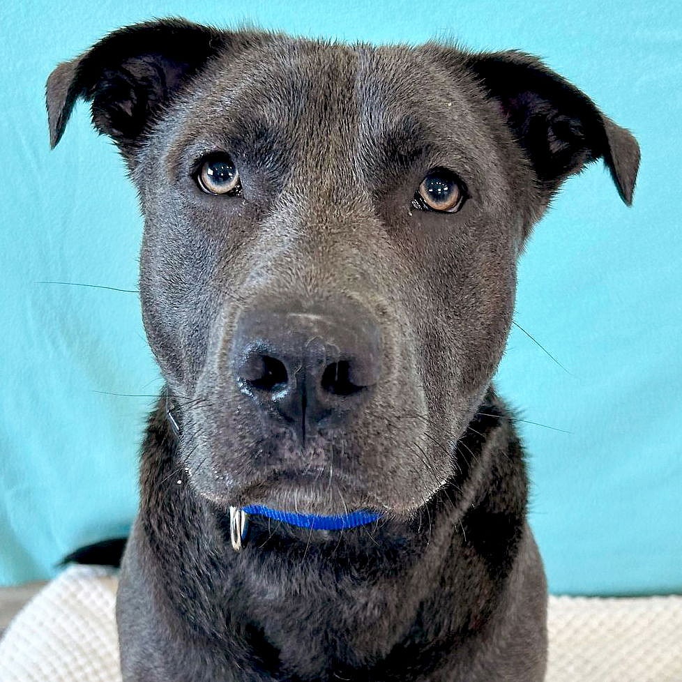 Goose - Name Your Own Adoption Fee!