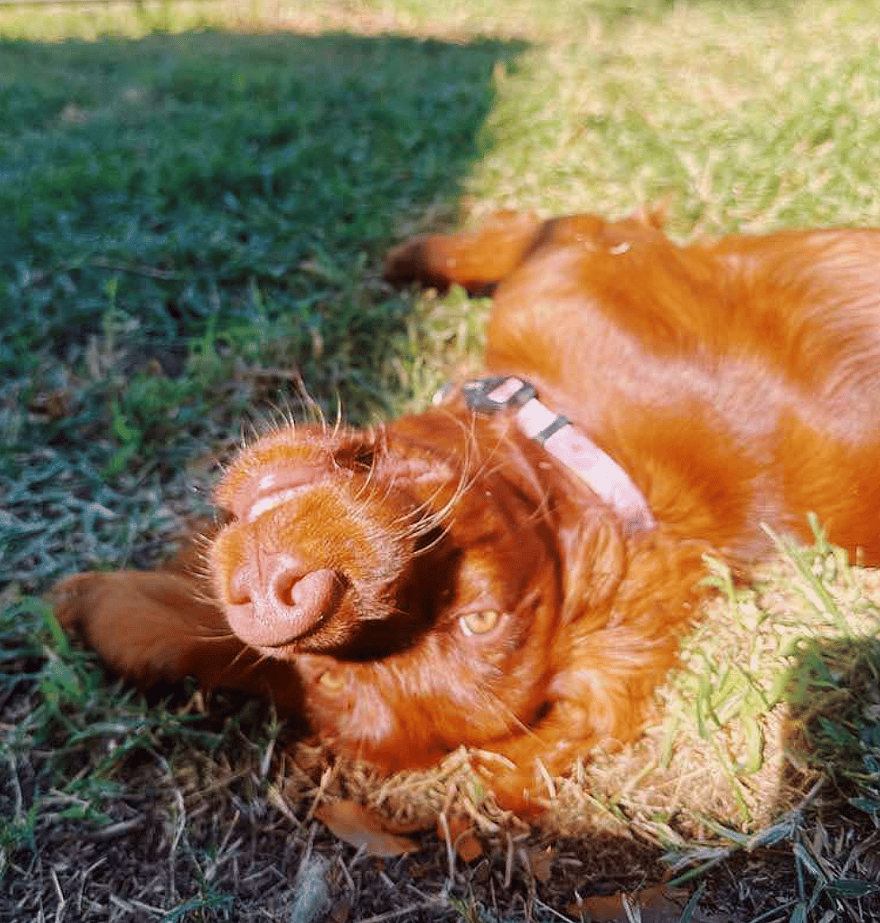 Ruby ADOPTION PENDING