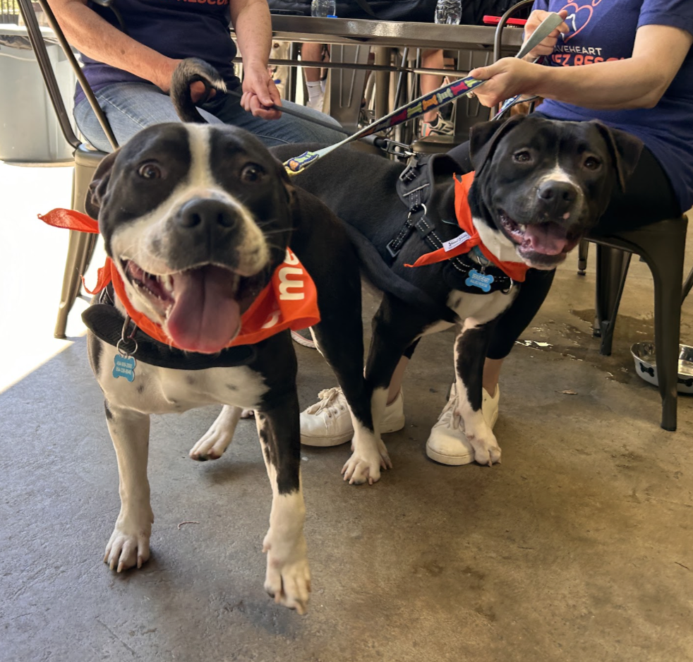 Molly up for Adoption
