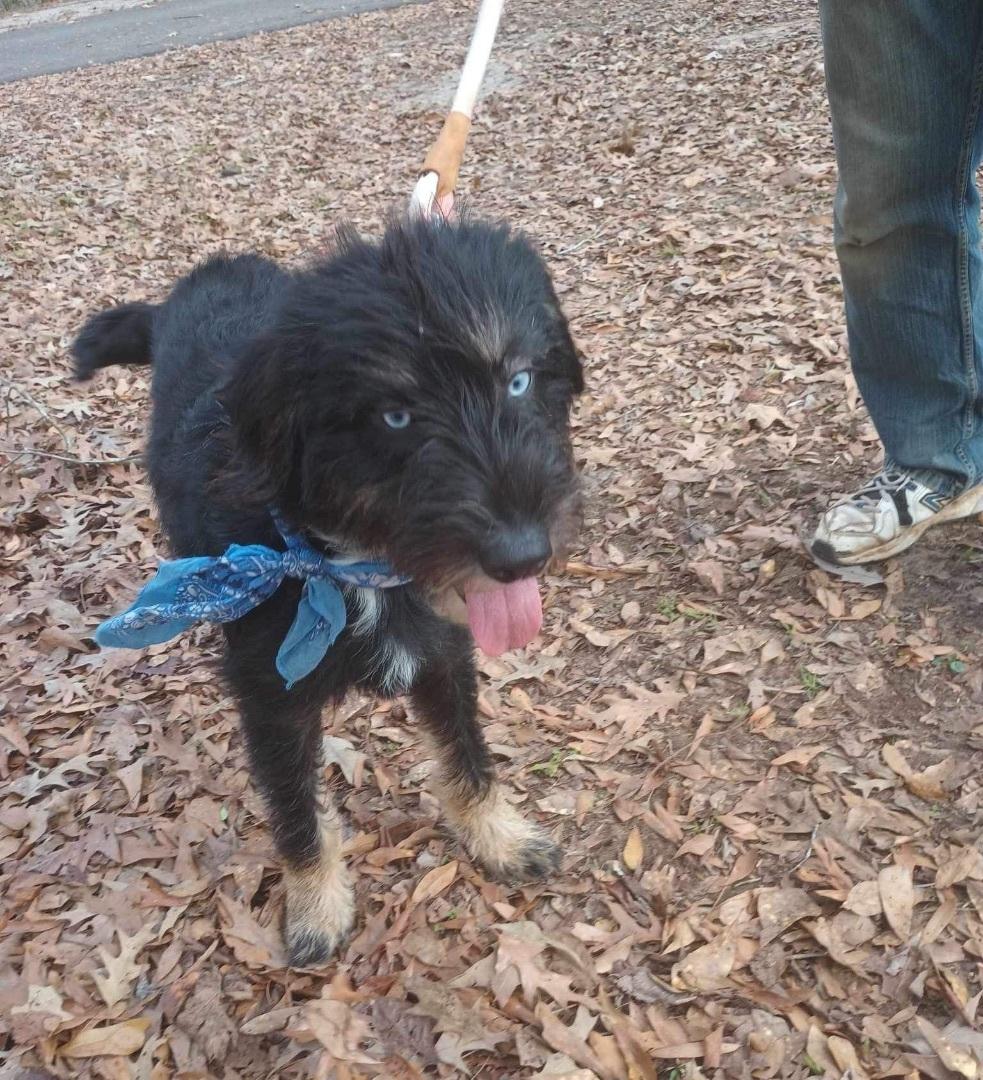 MYSTIQUE up for Adoption