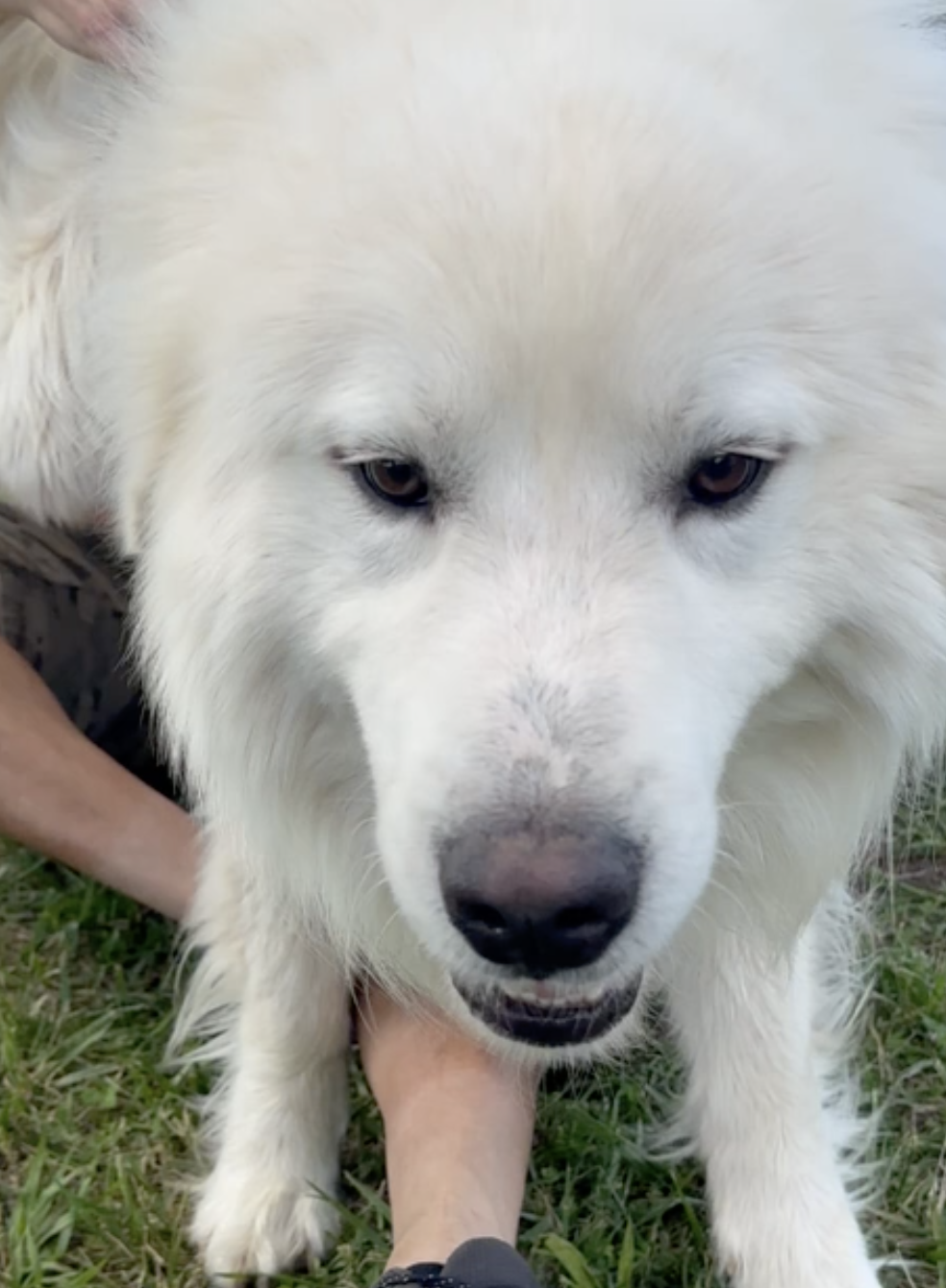Ramsey - Great Pyrenees