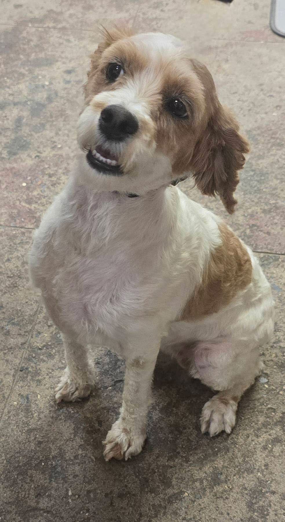 Dovey *adoption pending - Cocker Spaniel