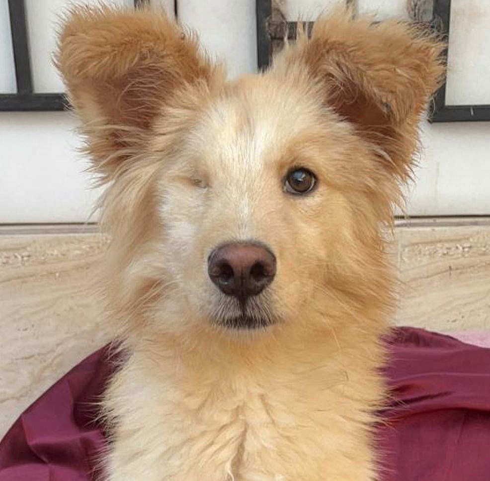 Chiko (Middle East) hz