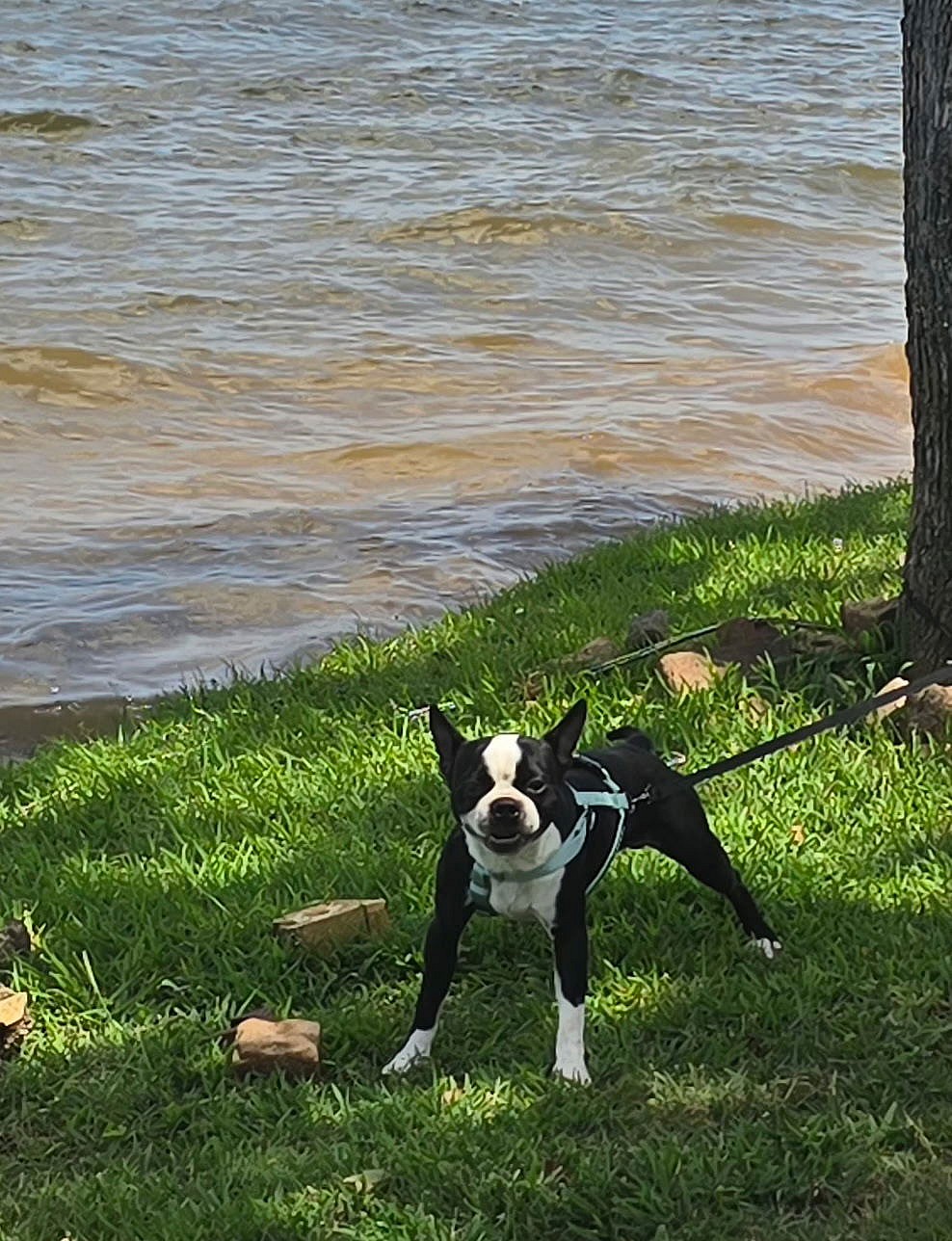 Bongo - Boston Terrier