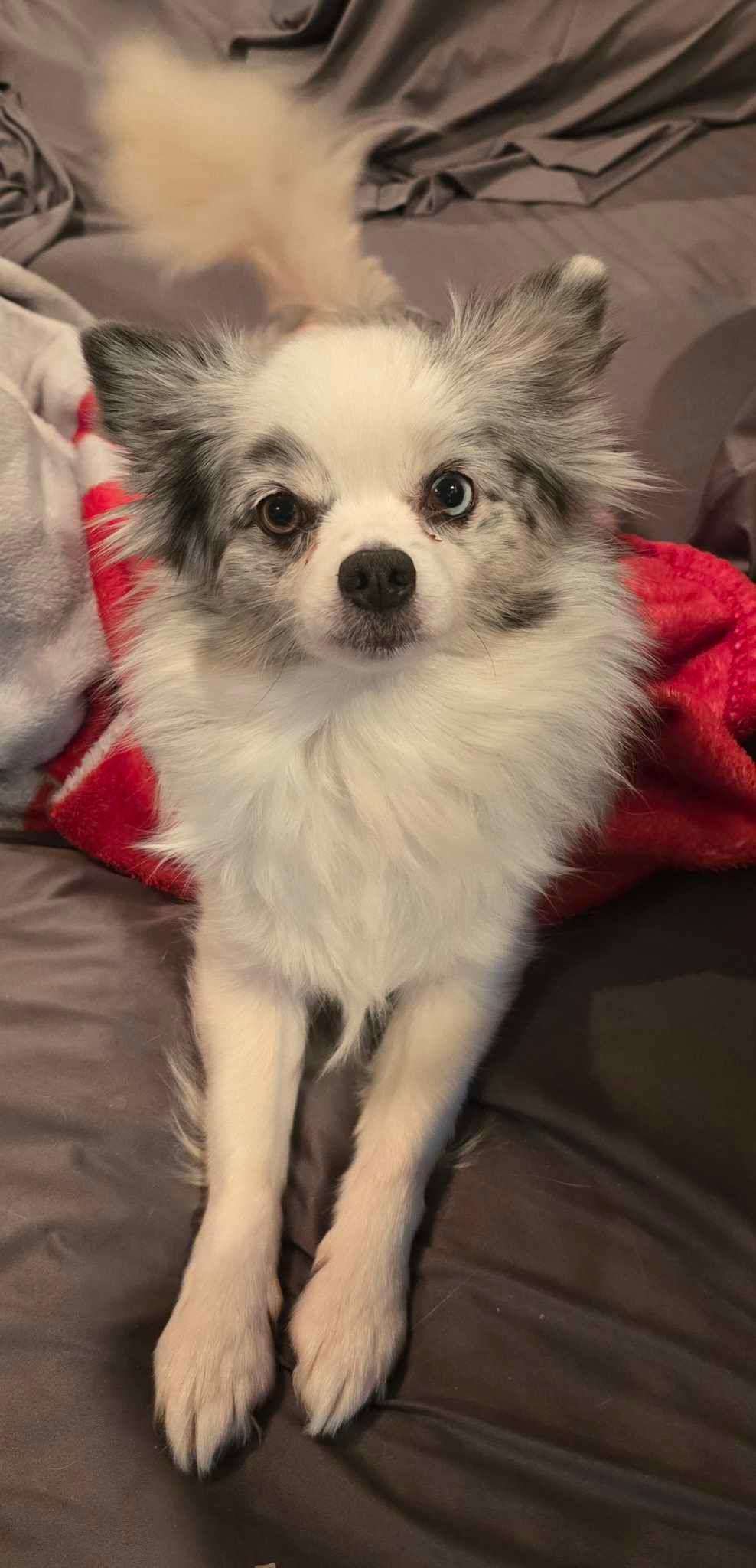 Mya