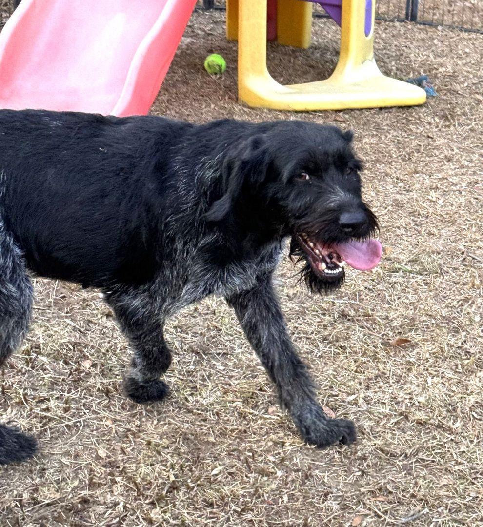GRETA up for Adoption