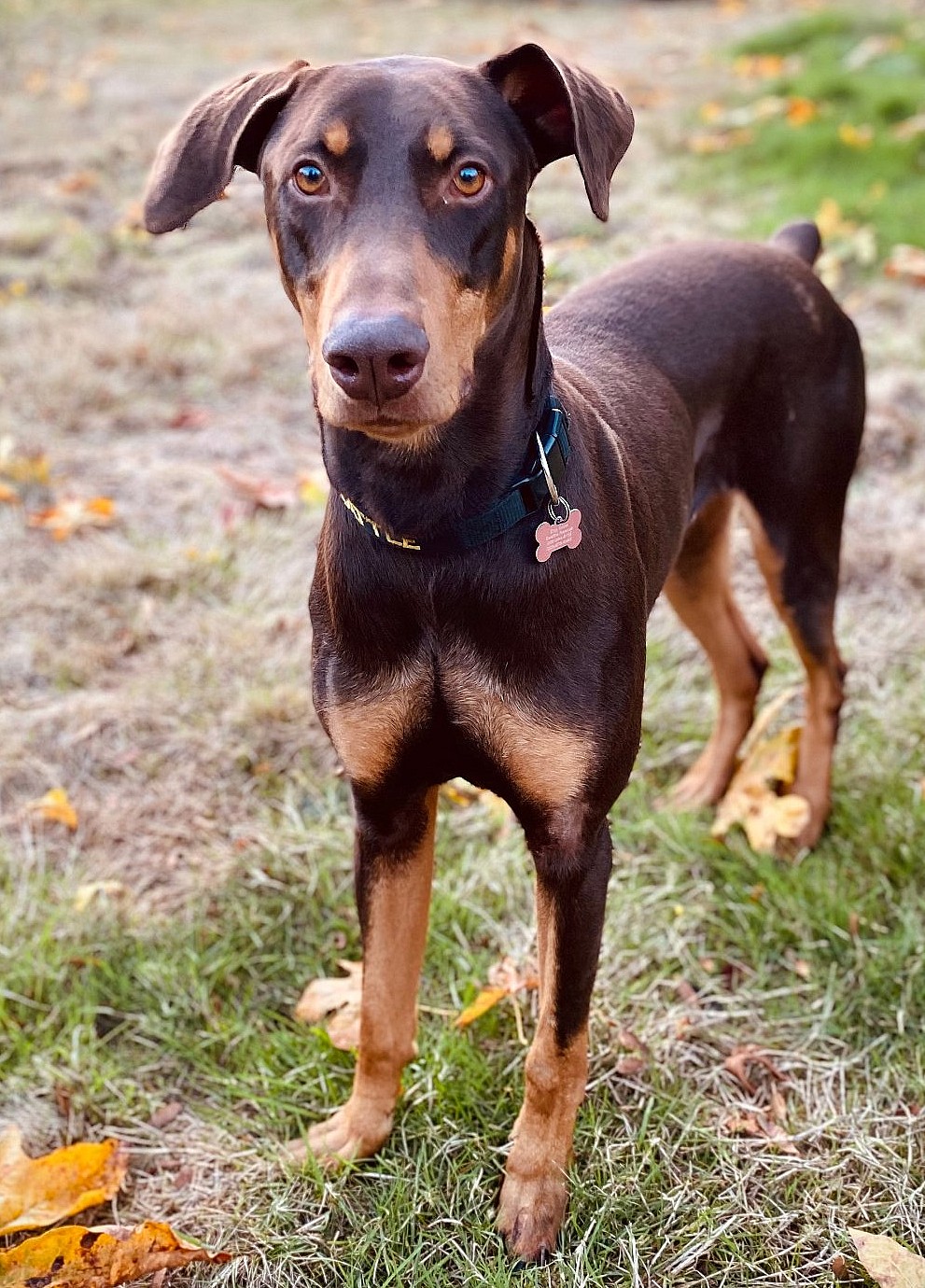 Copper - Doberman Pinscher