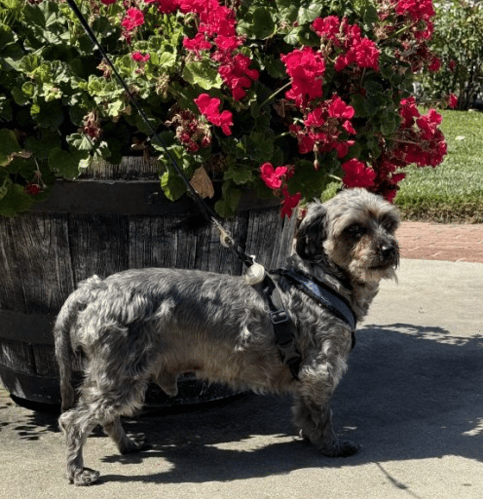 Wally up for Adoption