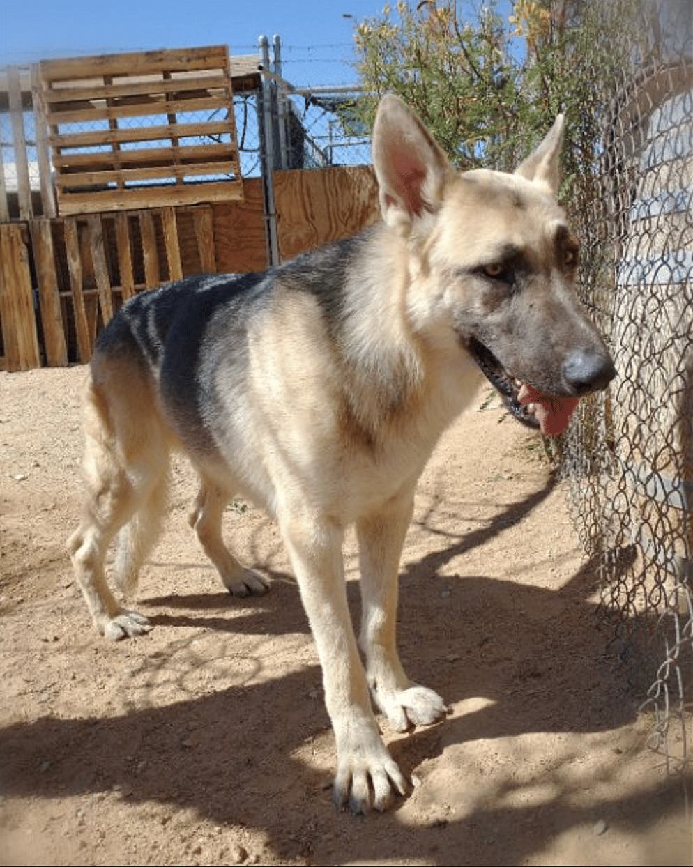 Dougie up for Adoption