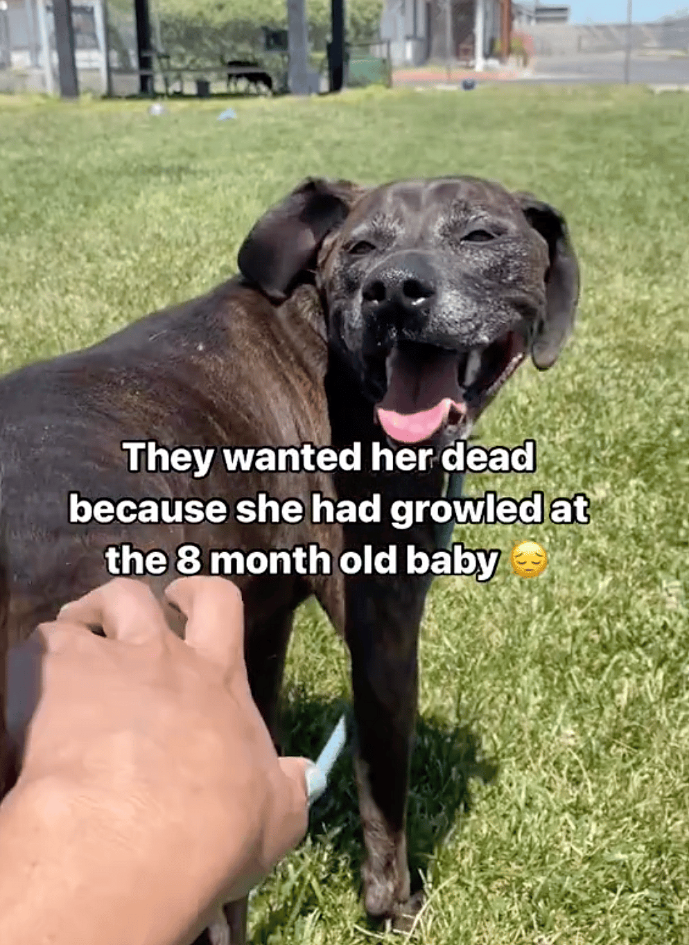 California Family Wants to Euthanize Their 2 Dogs. People are Fuming!