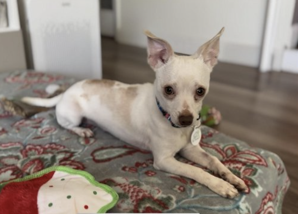 Chip up for Adoption