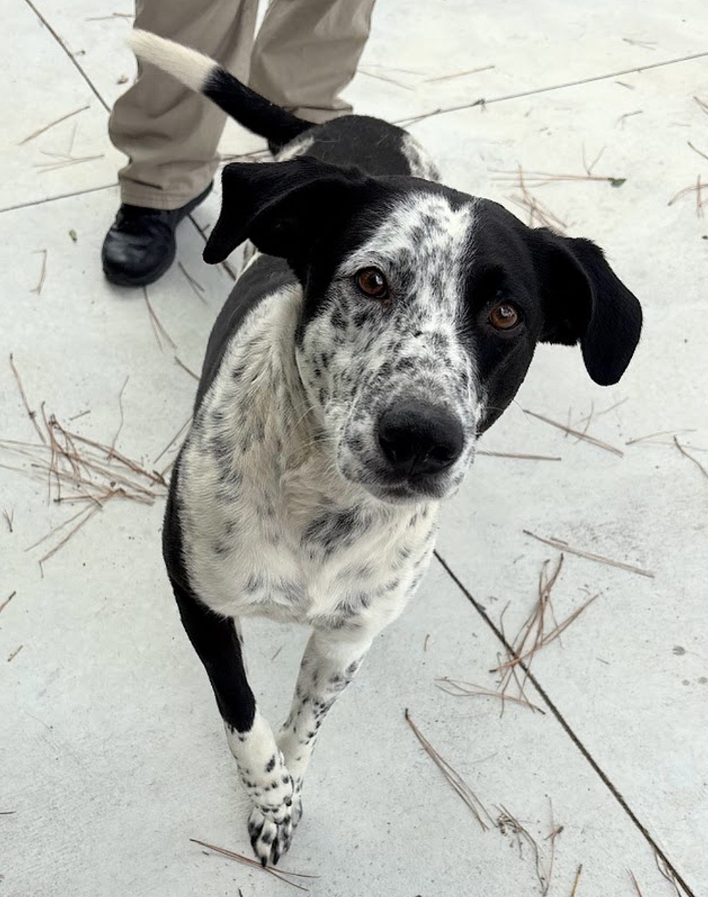 Bojangles - Best Friend Potential!