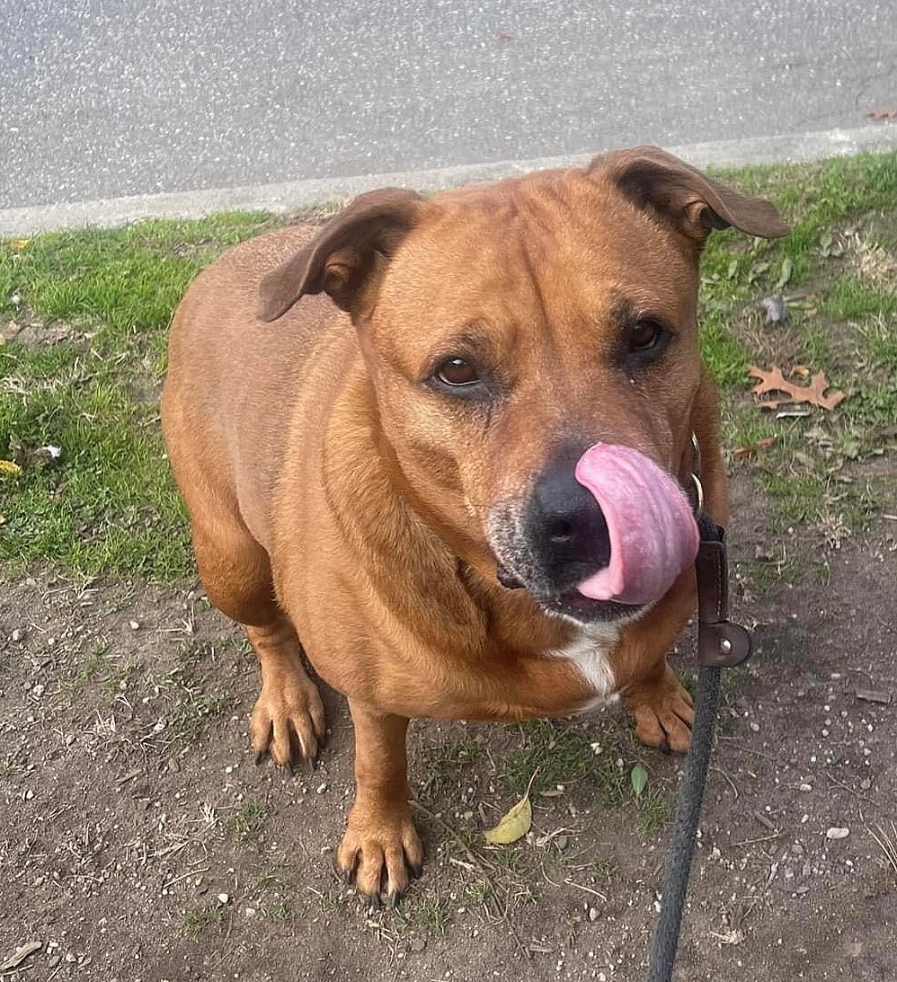 Roxy up for Adoption